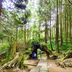 Alishan National Scenic Area - Chiayi