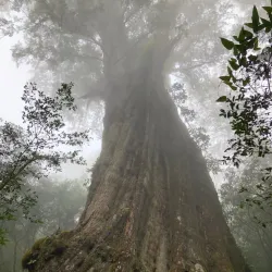 Hiking Trails Around Neipu - Neipu