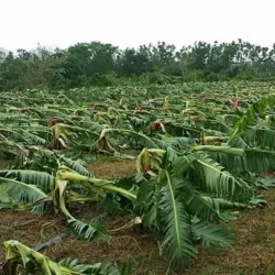 Chaozhou Old Street - Pingtung city