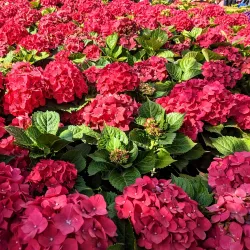 Daan Forest Park - Taipei