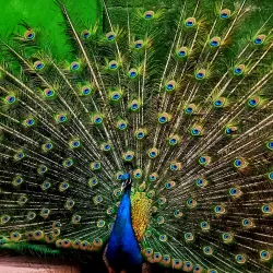 Botanical Garden of Tajikistan - Dushanbe