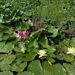 Botanical Garden of Tajikistan - Dushanbe