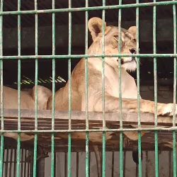 Dushanbe Zoo - Dushanbe
