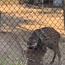 Dushanbe Zoo - Dushanbe