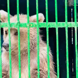 Dushanbe Zoo - Dushanbe