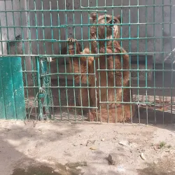 Dushanbe Zoo - Dushanbe