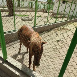 Dushanbe Zoo - Dushanbe