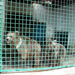 Dushanbe Zoo - Dushanbe