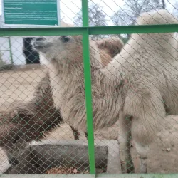 Dushanbe Zoo - Dushanbe