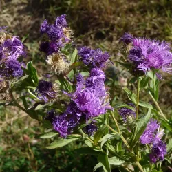 Pamir Botanical Garden - Khorugh