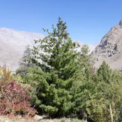 Pamir Botanical Garden - Khorugh