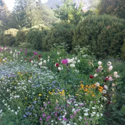 Pamir Botanical Garden - Khorugh