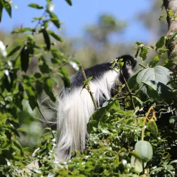 Arusha National Park - Arusha