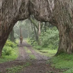 Arusha National Park - Arusha