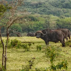 Arusha National Park - Arusha