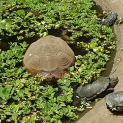Meserani Snake Park and Maasai Village - Arusha