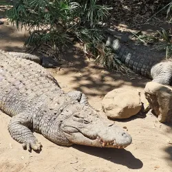 Meserani Snake Park and Maasai Village - Arusha