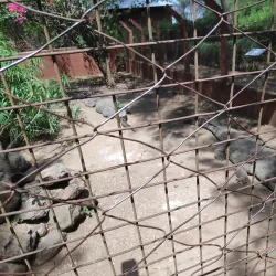 Meserani Snake Park and Maasai Village - Arusha