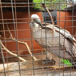 Meserani Snake Park and Maasai Village - Arusha