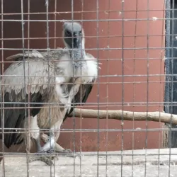 Meserani Snake Park and Maasai Village - Arusha