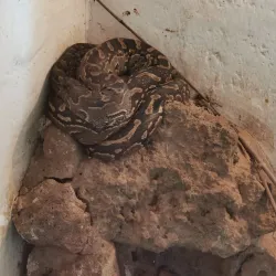 Meserani Snake Park - Arusha