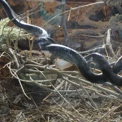 Meserani Snake Park - Arusha