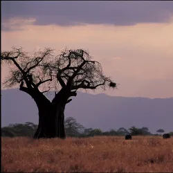 Burunge Wildlife Management Area - Babati-Manyara
