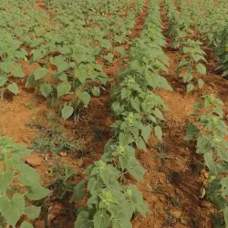 Kiteto Hills - Babati-Manyara