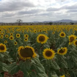 Kiteto Hills - Babati-Manyara