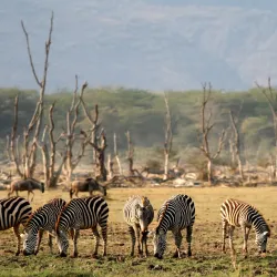 Lake Manyara National Park - Babati-Manyara