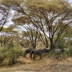 Lake Manyara National Park - Babati-Manyara