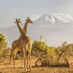 Lake Manyara National Park - Babati-Manyara