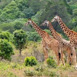 Lake Manyara National Park - Babati-Manyara