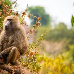 Lake Manyara National Park - Babati-Manyara
