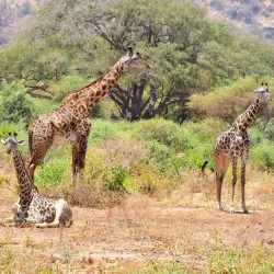 Lake Manyara National Park - Babati-Manyara
