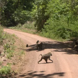 Manyara National Park - Babati-Manyara