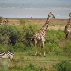 Manyara National Park - Babati-Manyara