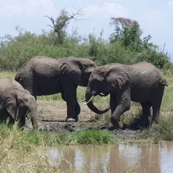 Manyara National Park - Babati-Manyara