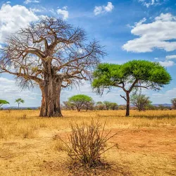 Tarangire National Park - Babati-Manyara
