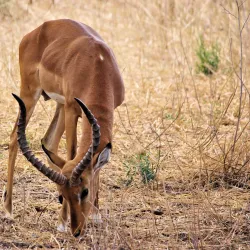 Tarangire National Park - Babati-Manyara