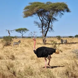 Tarangire National Park - Babati-Manyara