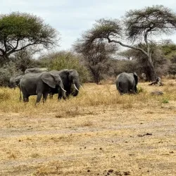 Tarangire National Park - Babati-Manyara