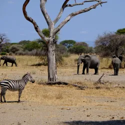 Tarangire National Park - Babati-Manyara