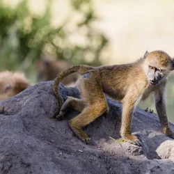Tarangire National Park - Babati-Manyara