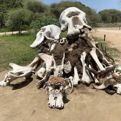 Tarangire National Park - Babati-Manyara