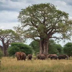 Tarangire National Park - Babati-Manyara