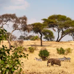 Tarangire National Park - Babati-Manyara