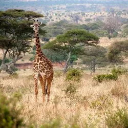 Tarangire National Park - Babati-Manyara