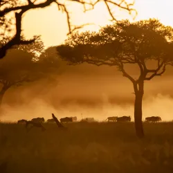 Grumeti River - Bunda