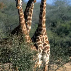 Grumeti River - Bunda